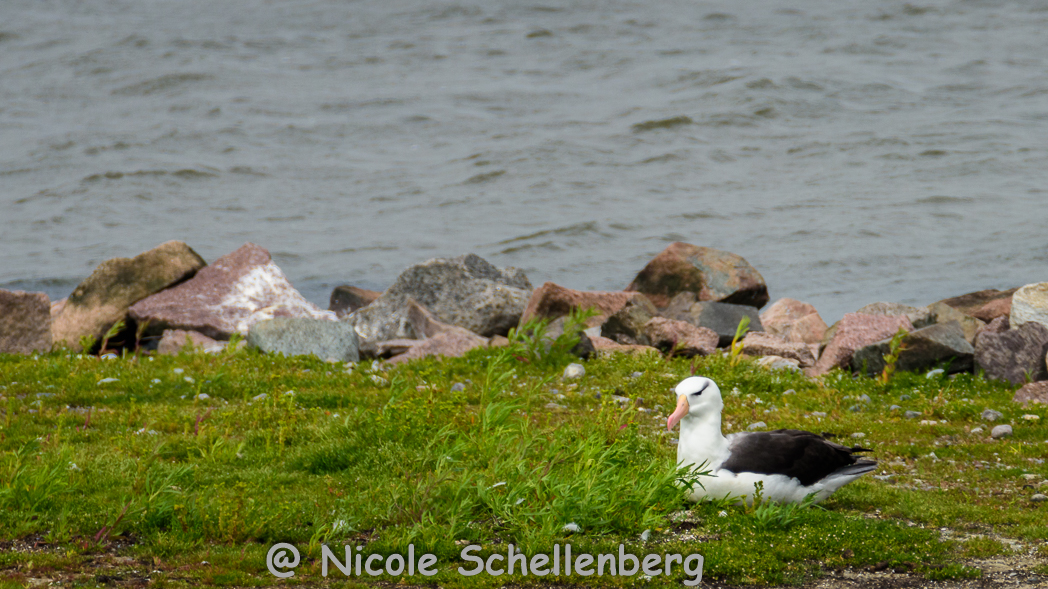 Schwarzbrauenalbatros