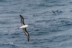 Schwarzbrauenalbatros Drakepassage