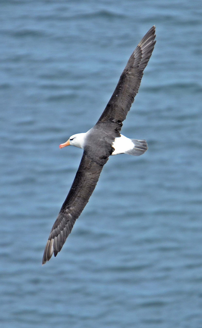 Schwarzbrauenalbatros Helgoland