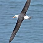 Schwarzbrauenalbatros Helgoland