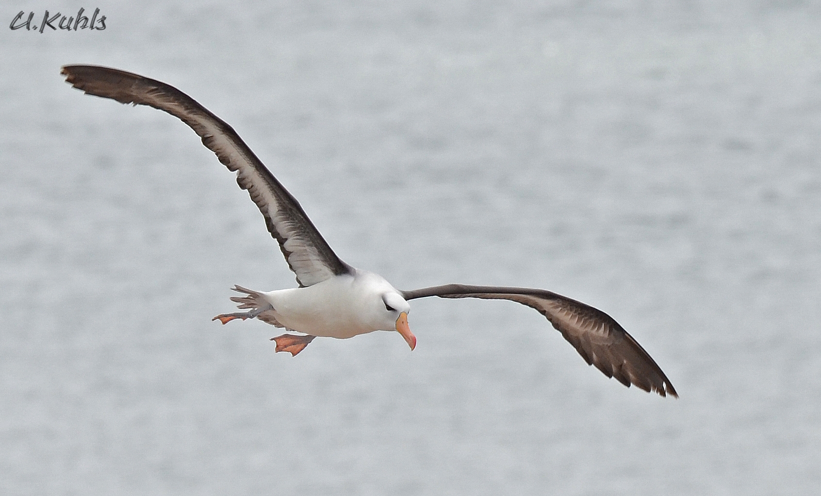 Schwarzbrauenalbatros Helgoland 3