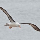 Schwarzbrauenalbatros Helgoland 3