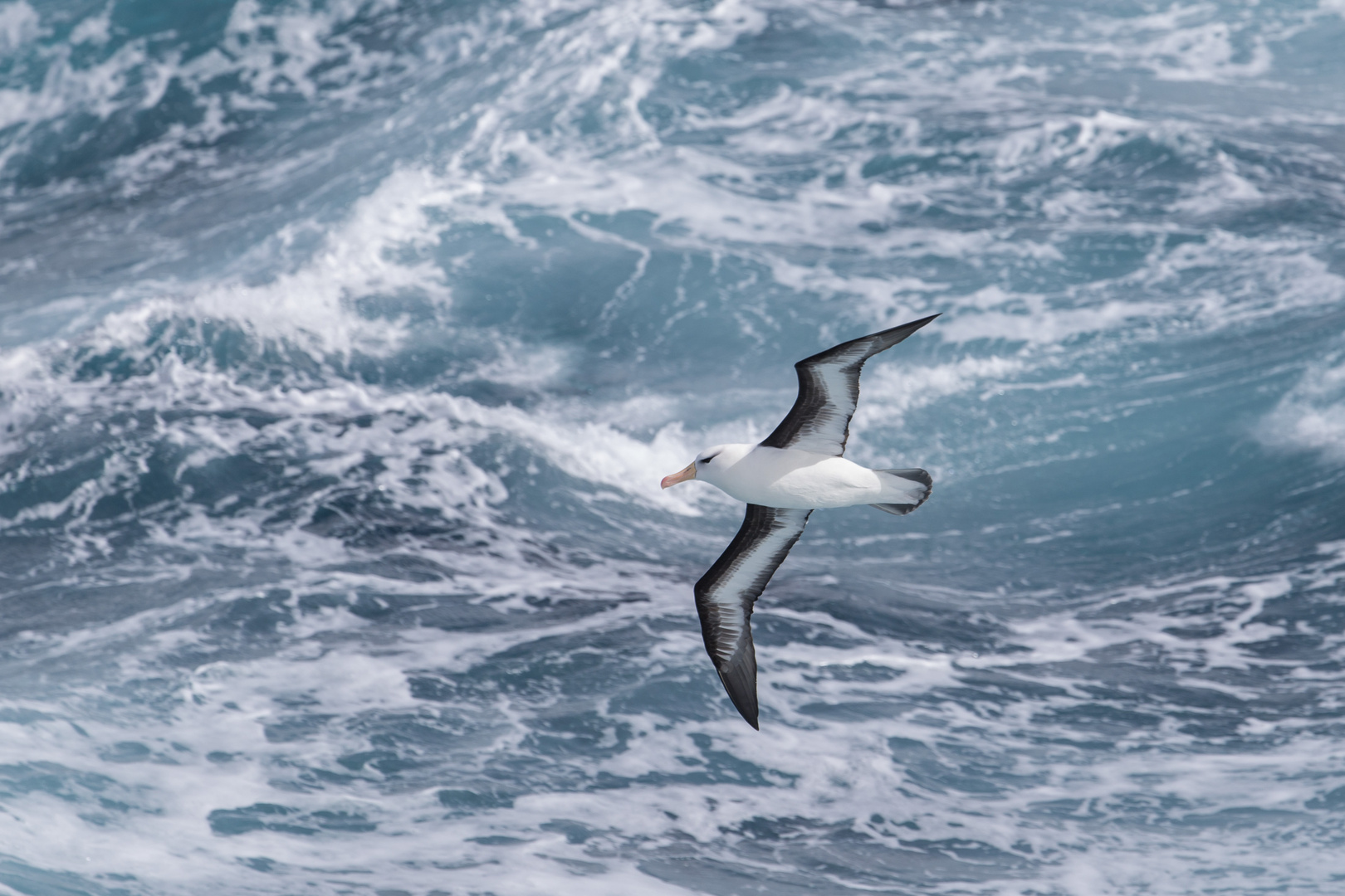 Schwarzbrauenalbatros in seinem Element