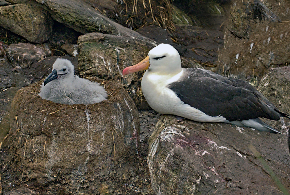 Schwarzbrauenalbatros mit Kücken