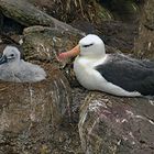 Schwarzbrauenalbatros mit Kücken