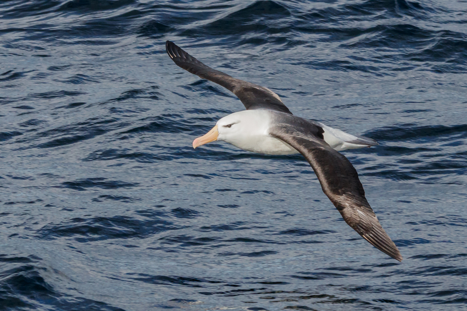 Schwarzbrauenalbatros über dem Beagle Kanal