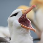 Schwarzbrauenalbatross