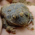 schwarzbraune junge Kröte (Knoblauch-Kröte?) in meinem entstehenden Paradies-Gärtlein