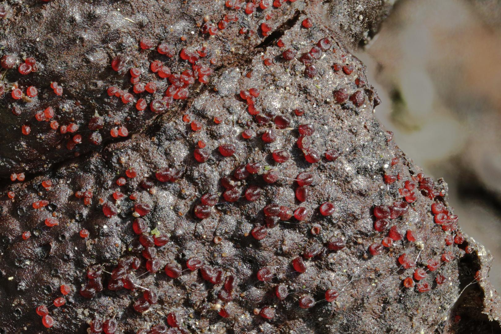 Schwarzbraune Kohlenbeeren_2