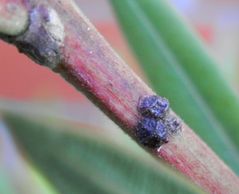 Schwarzbraune Schildläuse auf Oleander