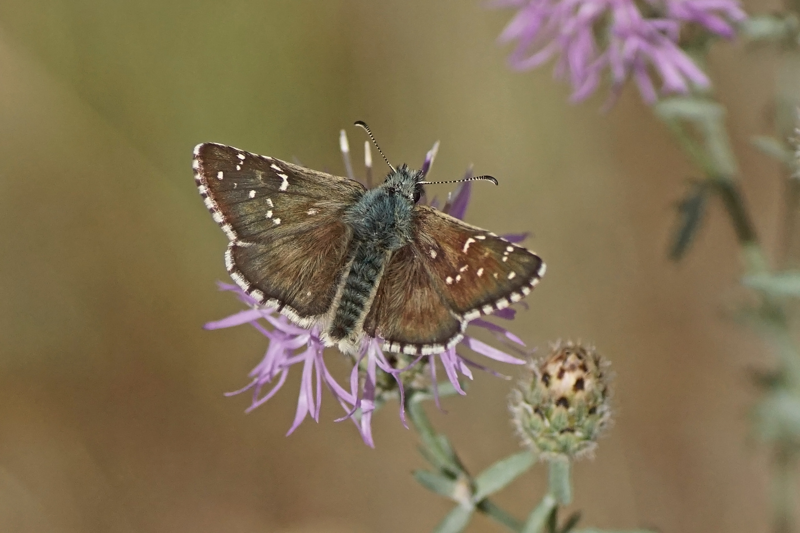 Schwarzbrauner Dickkopffalter (Pyrgus serratulae)