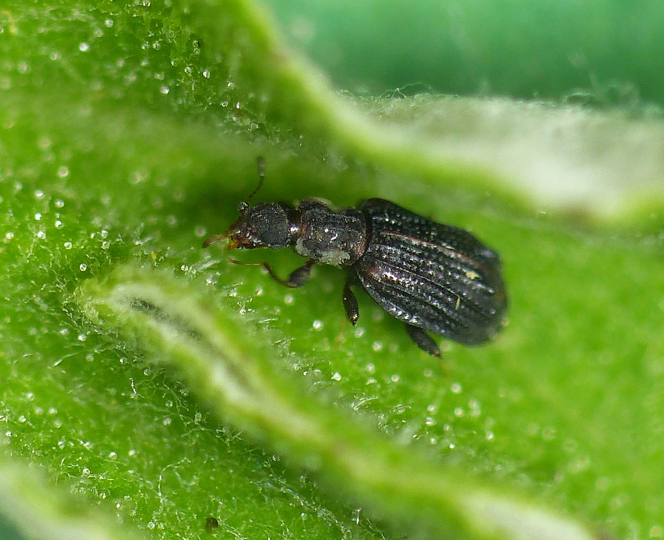 Schwarzbrauner Rippenmoderkäfer (Cartodere nodifer)