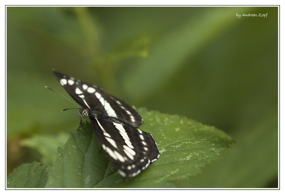 Schwarzbrauner Trauerfalter (Neptis sappho)