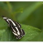 Schwarzbrauner Trauerfalter (Neptis sappho)