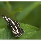 Schwarzbrauner Trauerfalter (Neptis sappho)