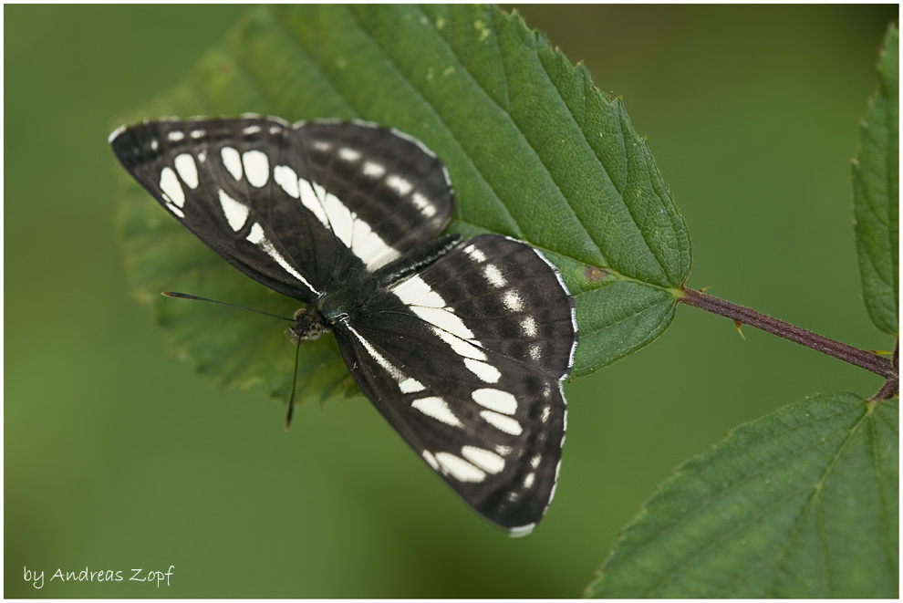 'Schwarzbrauner Trauerfalter' (Neptis sappho)