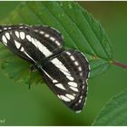 'Schwarzbrauner Trauerfalter' (Neptis sappho)