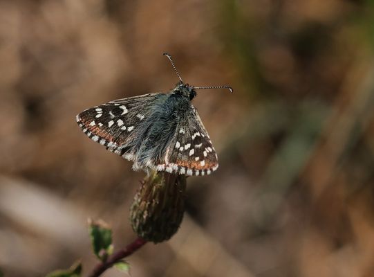 Schwarzbrauner Würfel-Dickkopffalter