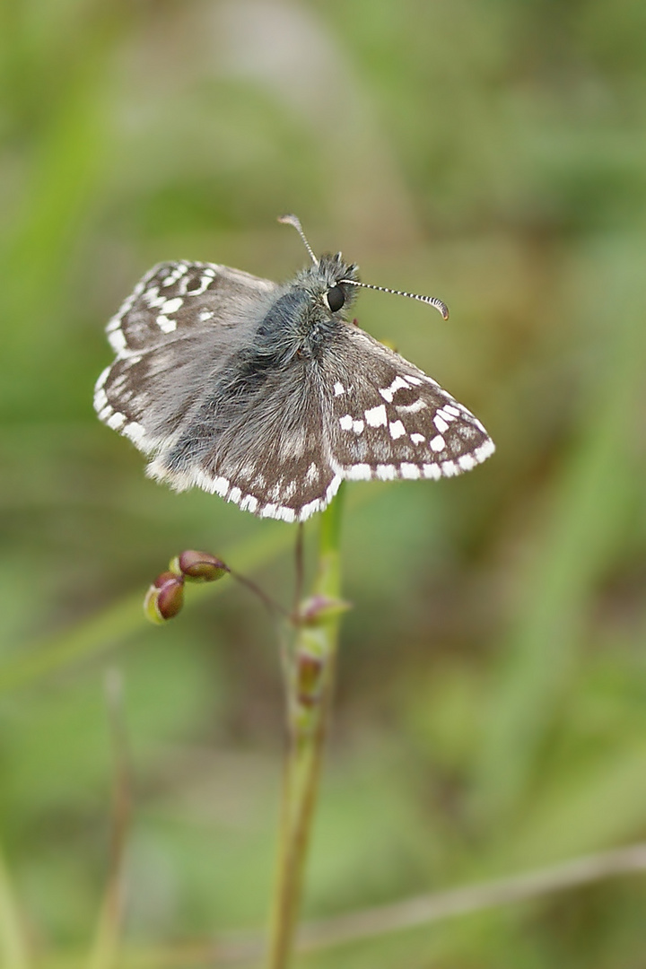 Schwarzbrauner Würfelfalter (Pyrgus serratulae)