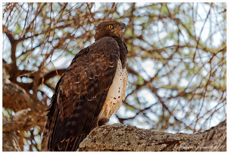 Schwarzbrust Schlangenadler