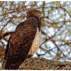 Schwarzbrust Schlangenadler