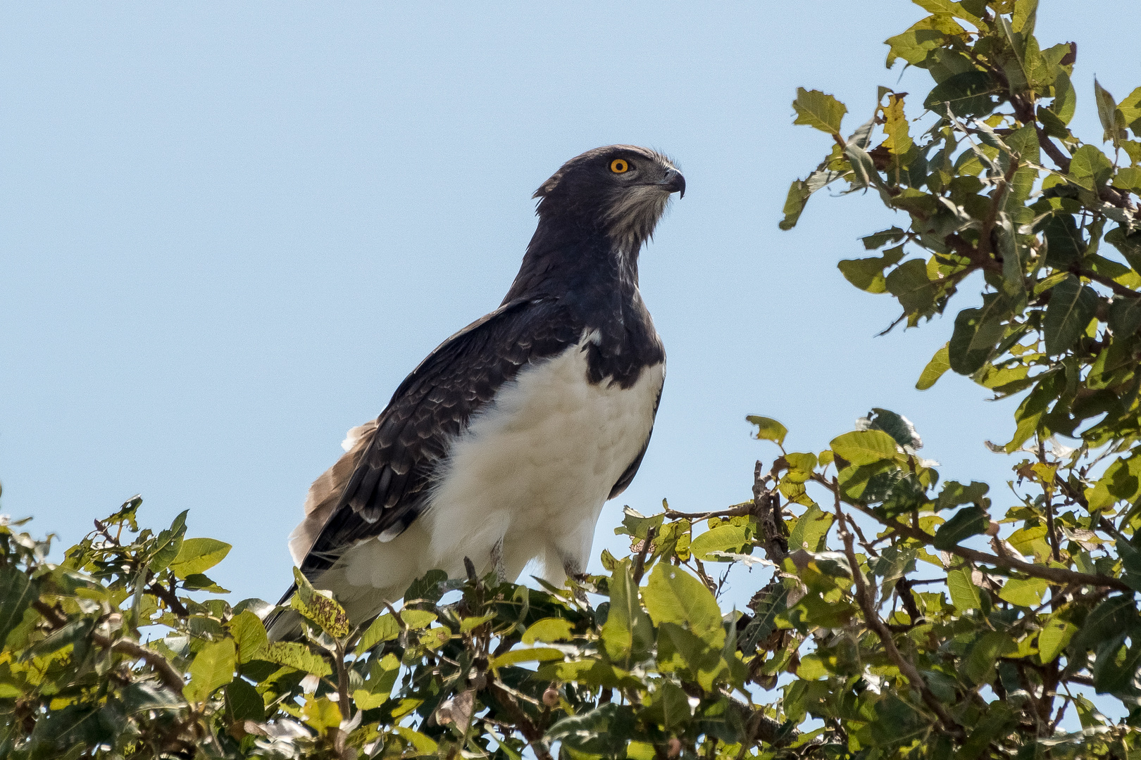 Schwarzbrust-Schlangenadler in Tansania