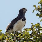 Schwarzbrust-Schlangenadler in Tansania