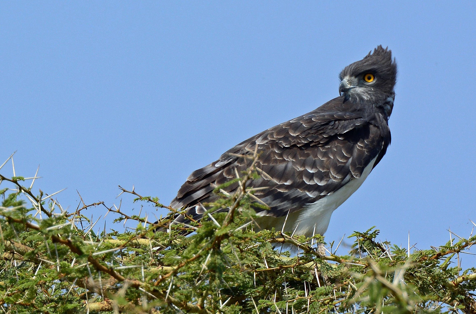 Schwarzbrust-Schlangenadler - Serengeti NP