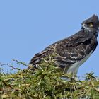 Schwarzbrust-Schlangenadler - Serengeti NP