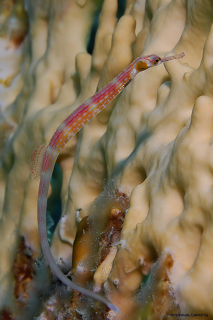 Schwarzbrust-Seenadel - Corythoichthys nigripectus -