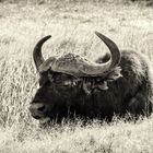 Schwarzbüffel im Gras