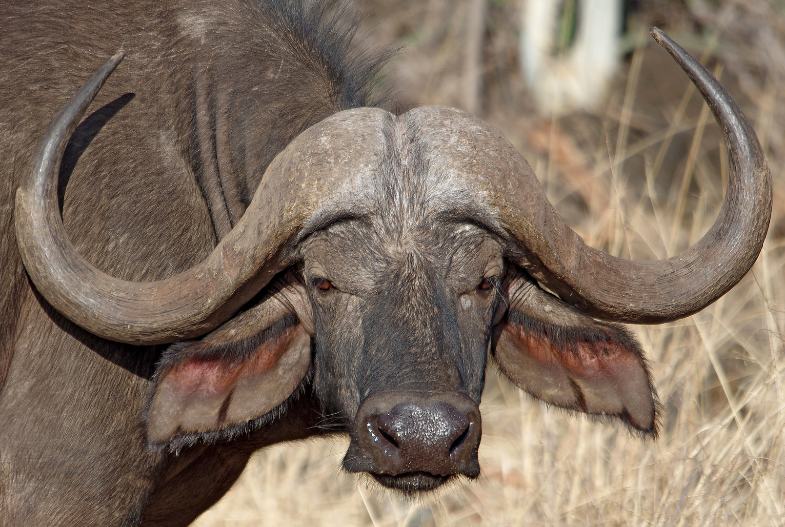 Schwarzbüffel, Tsavo West