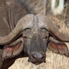 Schwarzbüffel, Tsavo West