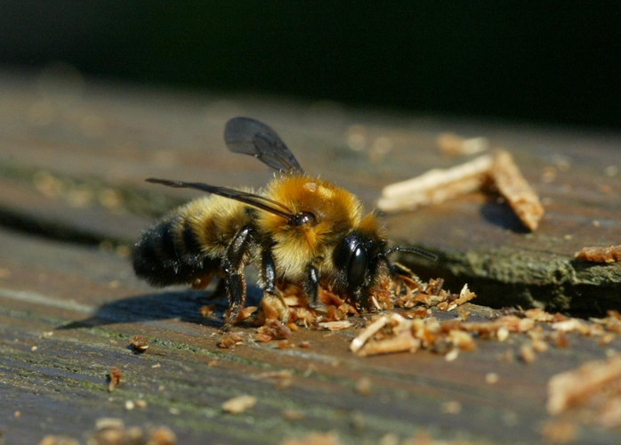 Schwarzbürstige Blattschneiderbiene (Megachile nigriventris)