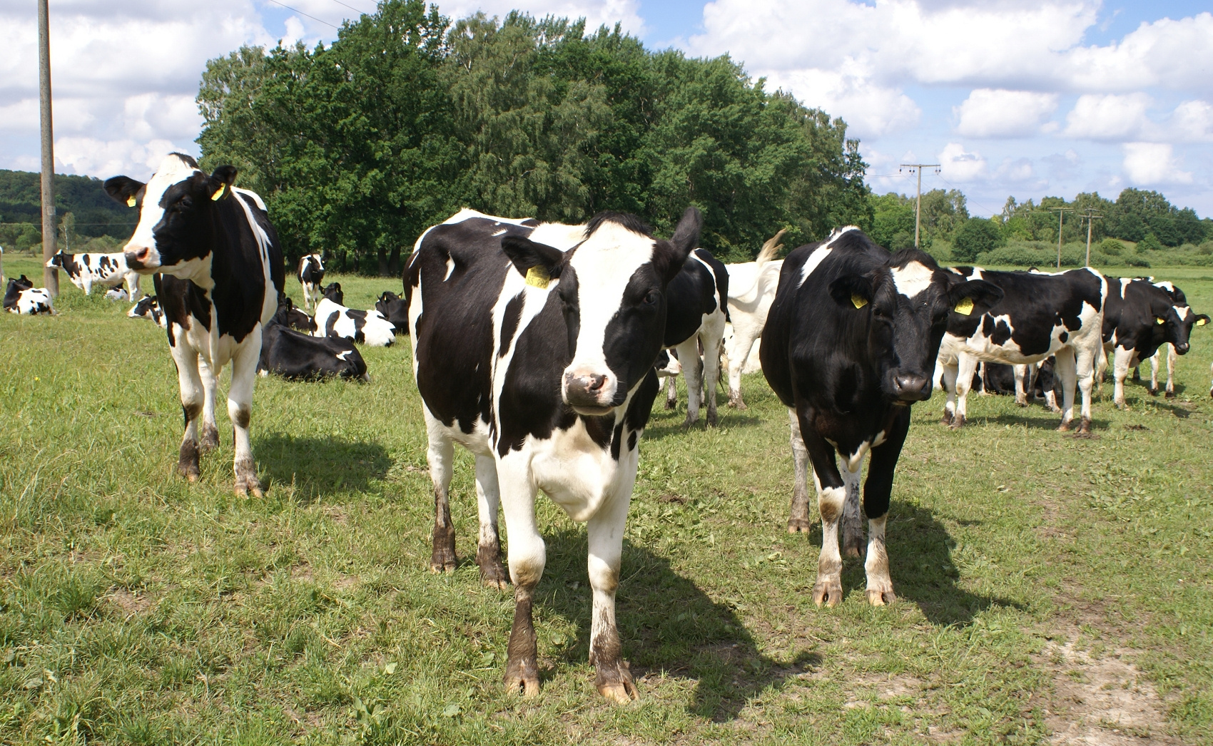 Schwarzbunte auf Rügen