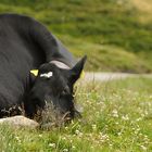 Schwarzbunter Mittagsschlaf