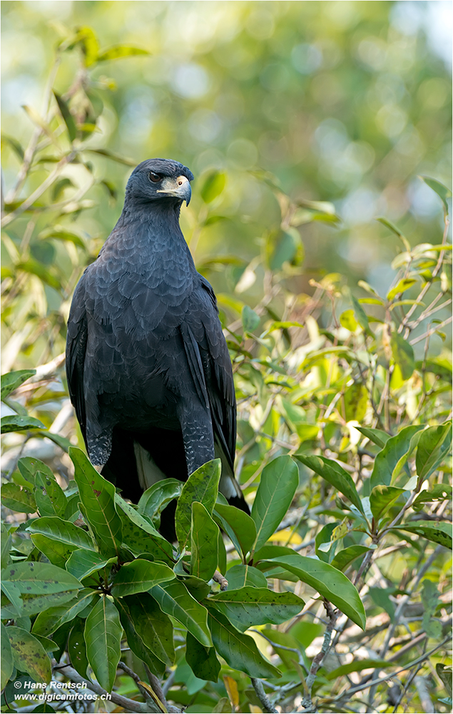 Schwarzbussard / Buteogallus urubitinga