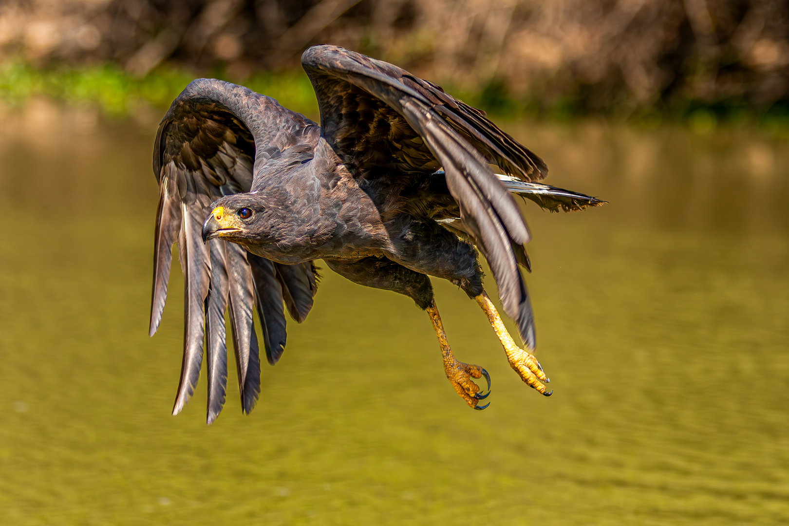 Schwarzbussard (Great black Hawk)