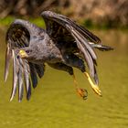 Schwarzbussard (Great black Hawk)