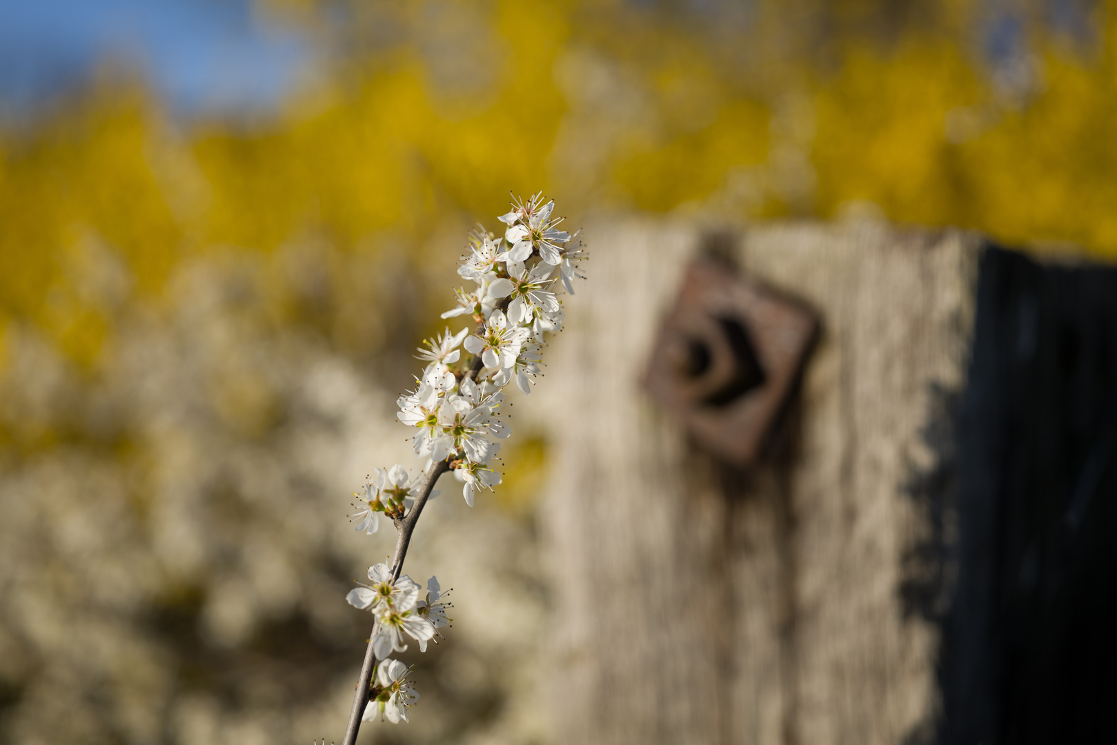 Schwarzdorn blüte