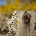 Schwarzdorn blüte