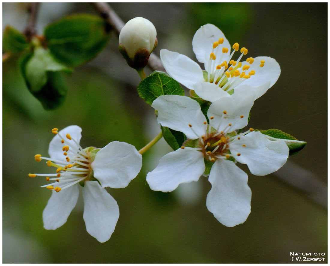 - Schwarzdorn-Blüten -