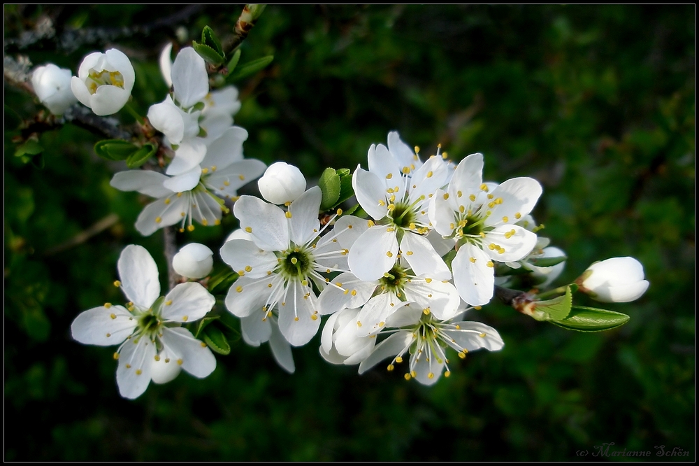 *Schwarzdorn* Foto & Bild | pflanzen, pilze & flechten, sträucher ...