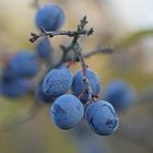 Schwarzdorn oder Schlehe (Prunus spinosa)