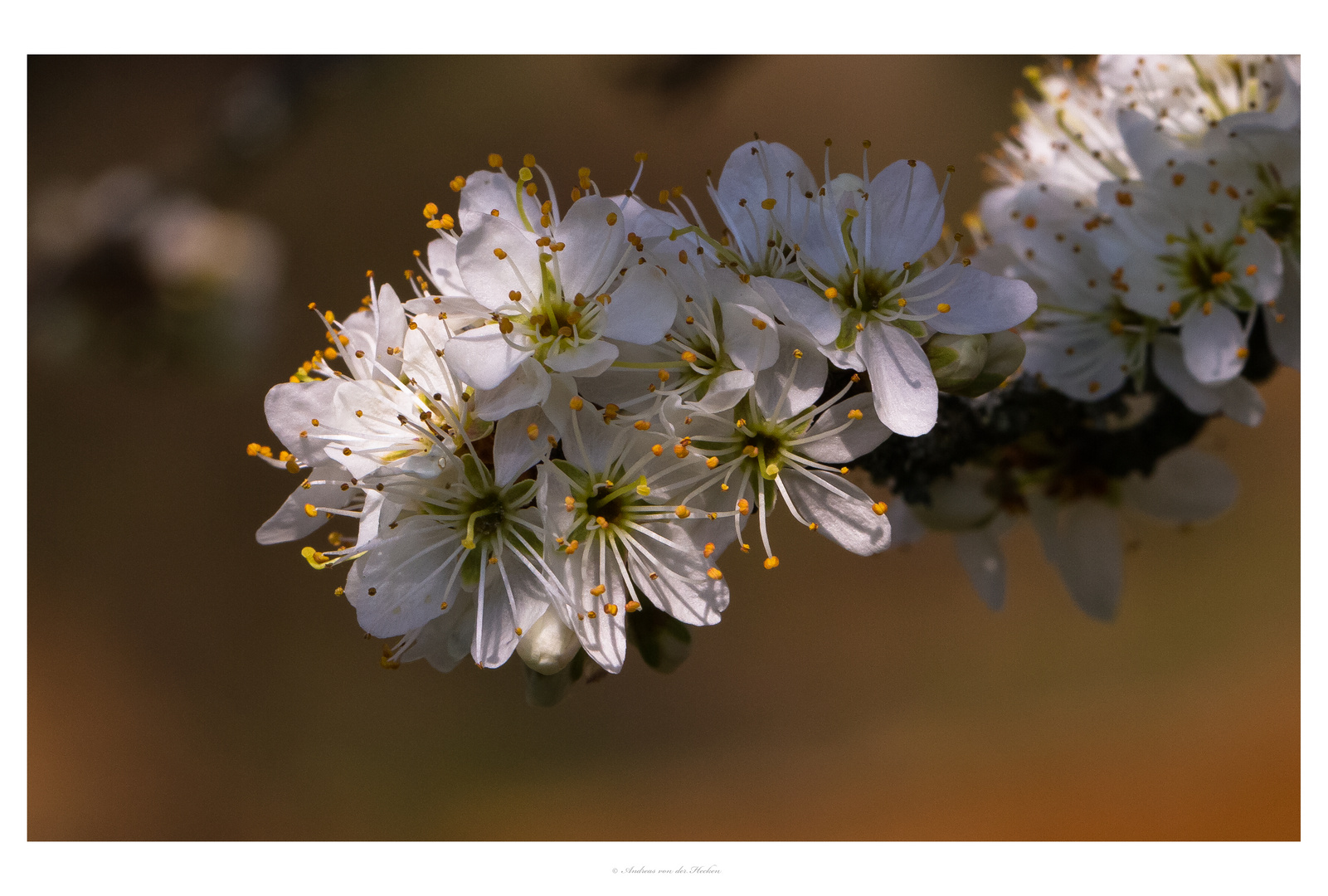 Schwarzdorn (Prunus spinosa)