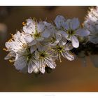 Schwarzdorn (Prunus spinosa)