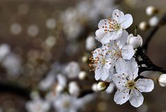 Schwarzdorn, Schlehe, ( Prunus spinosa )