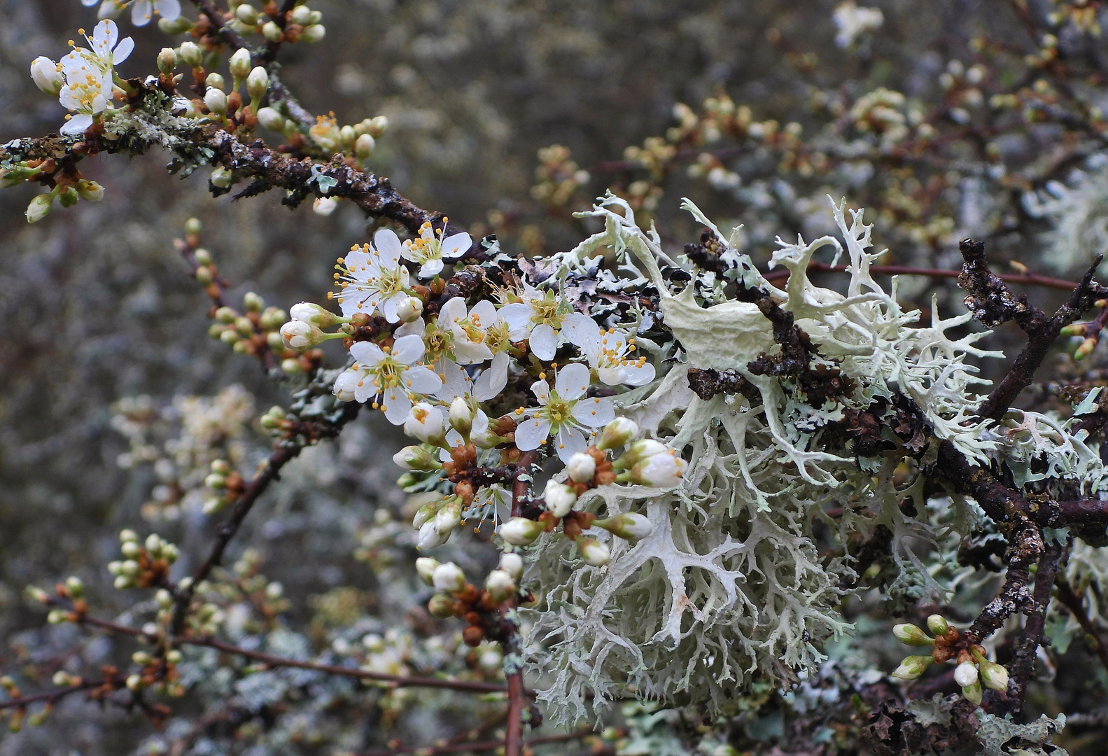 Schwarzdornblüte