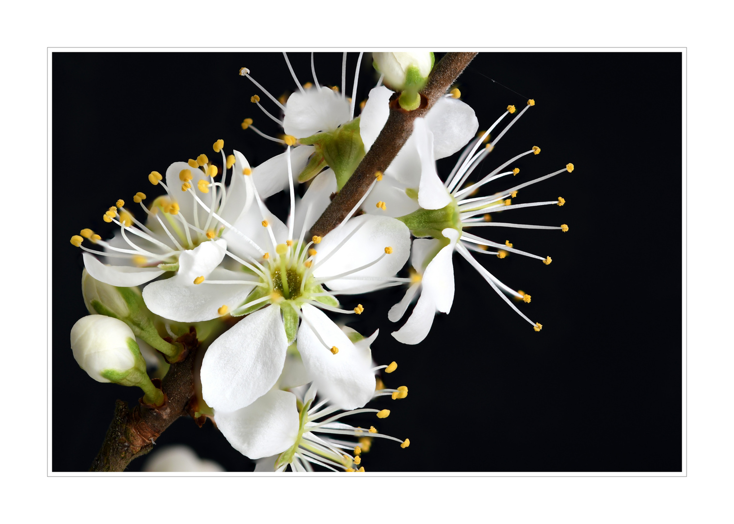 Schwarzdornblüte - (Prunus spinosa)