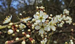 Schwarzdornblüten...